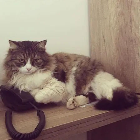 Kas Hotel Hotel Kaş